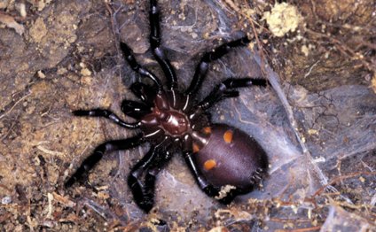 2. Other funnel-webs