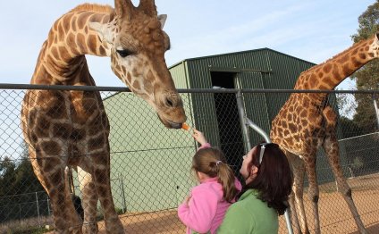 File:Giraffa camelopardalis