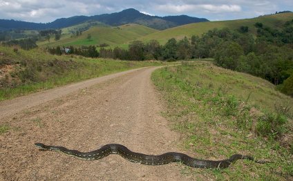 File:Morelia spilota spilota