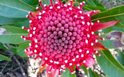 Floral emblem of new south