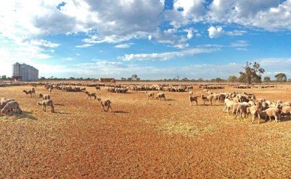 Sheep on the dry ground at