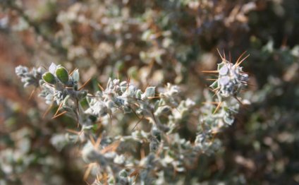 Leaves and spiny burrs of