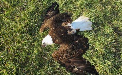 This eagle is one of 13 found