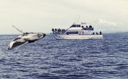 Whale watching on the far