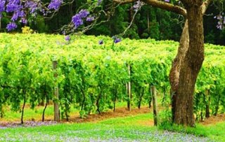 Bago Vineyard Wauchope Image Credit: Bago Vineyard