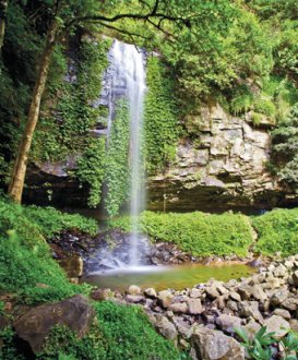 Crystal Shower Falls, Dorrigo Nationwide Park. Image: R Cleary viewed Australia/OEH.