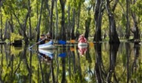 Edward River canoe and kayak path, Murray Valley National Park. Photo: David Finnegan.