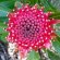 Floral emblem of New South Wales