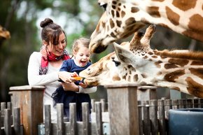 Giraffes, Taronga Western Plains Zoo, Dubbo