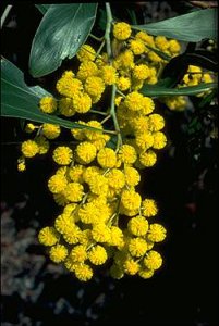 Golden Wattle image