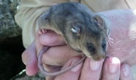 Mountain pygmy possum (Burramys parvus). Picture: Cate Aitken