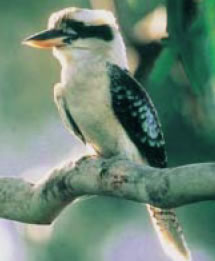 New Southern Wales Bird Emblem