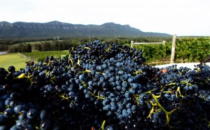 New South Wales Wine Regions