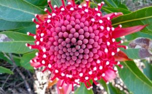 Floral emblem of New South Wales