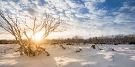 Snow covered landscape, Kosciusko nationwide Park. Picture: John Spencer/OEH