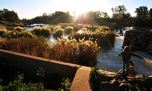 the sunlight establishes over reeds since the ancient fishtraps in Brewarrina