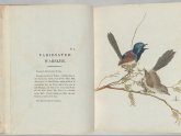 Birds of New South Wales