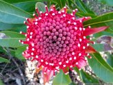 Floral emblem of New South Wales