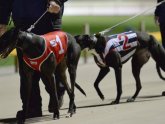 Greyhound Racing New South Wales