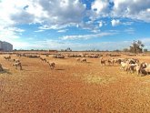 Walgett, New South Wales