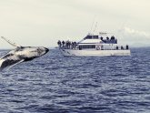 Whale watching New South Wales