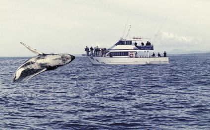 Whale watching New South Wales