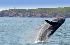 Whale and Boyds Tower - Credit Warwick Kent, crazy About Whales